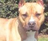 Pit Bull: agilidade e muita força física
