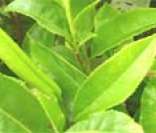 Folhas da erva camellia sinensis (chá verde)