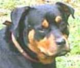Rottweiler: mordida poderosa