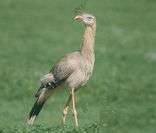 Seriema: ave típica da fauna do Cerrado