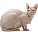 Sphynx: brincalhão, sociável e aparência exótica