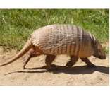 Tatu-canastra: animal típico do cerrado