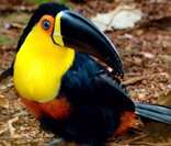 - Tucano-de-peito-amarelo: ave símbolo do estado do Rio de Janeiro