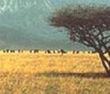 Paisagem da savana africana