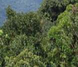 Paisagem da Mata Atlântica