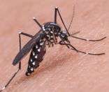 Aedes Aegypti: mosquito transmissor do zika vírus