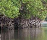 Litoral amazônico: grande presença de manguezais