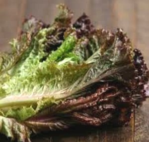 Foto de folhas de Alface Solta Crespa Roxa