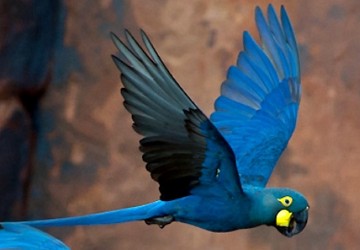 Arara-azul-de-lear Arara-azul-de-lear voando