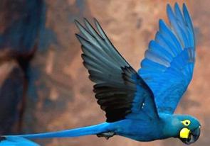Arara-azul-de-lear voando