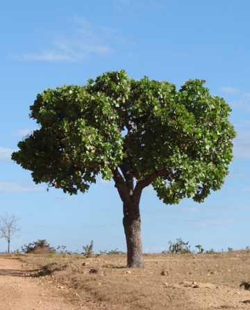 Cajueiro-bravo-do-campo, &aacute;rvore