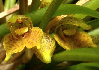 Orquídea Dryadella kautskyi Orquídea Dryadella kautskyi