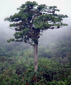 Jequitibá-rosa Foto de um Jequitibá-rosa na mata atlântica