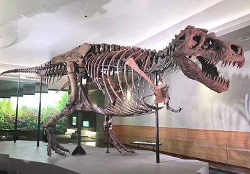 Tiranossauro-rex Esqueleto de um Tiranossauro-rex