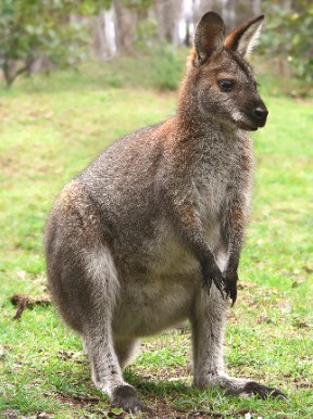 Wallaby Foto de um Wallaby, animal parecido com um canguru