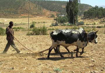 Foto de um agricultor usando arado na agricultura de subsist&ecirc;ncia
