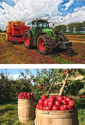 Foto de um trator e outra de colheita de maçãs