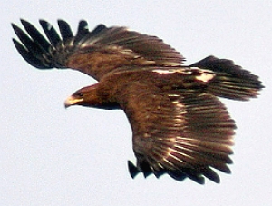 Foto de uma águia-gritadeira em pleno voo
