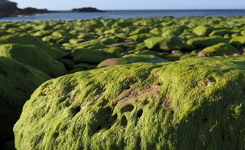Algas verdes nas pedras próximas ao mar