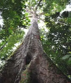 Angelim-vermelho, árvore da Amazônia