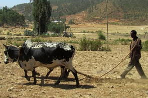 Foto de um agricultor usando arado na agricultura de subsistência