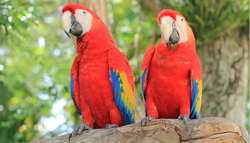 Duas araras-vermelhas, aves típicas da floresta amazônica