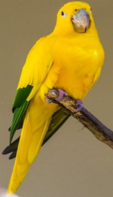 Foto de um pássaro amarelo