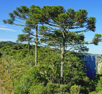 Araucária Foto de duas árvores de araucária