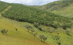 Área em processo de reflorestamento