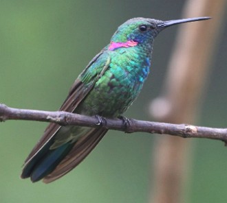 Foto de um Beija-flor-de-orelha-violeta Foto de um Beija-flor-de-orelha-violeta