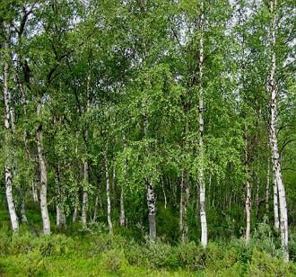 Foto de v&aacute;rias &aacute;rvores de B&eacute;tula-branca