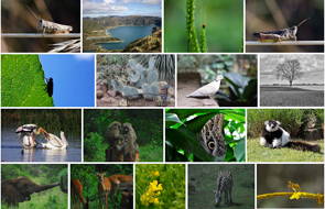 Animais, plantas e paisagens da biodiversidade