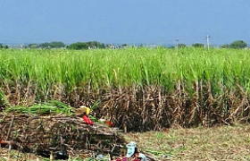 Foto de plantação de Cana-de-açúcar
