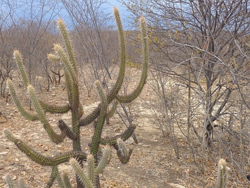 Vegeta&ccedil;&atilde;o do Bioma Caatinga