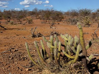 Foto de uma área do territória da Bahia com presença do bioma Caatinga com solo seco e arbustos e cactos.