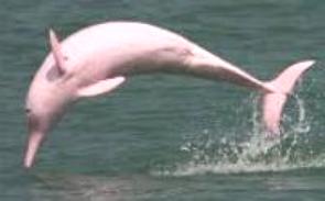 Foto de um boto cor-de-rosa mergulhando
