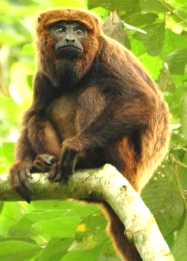 Foto de um macaco bugio marrom