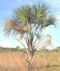 Palmeira Buriti, espécie do cerrado