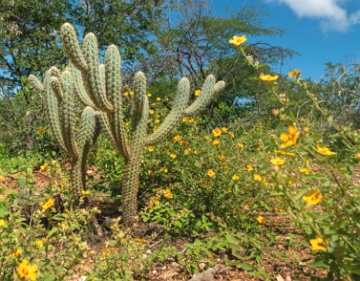Espécies vegetais da caatinga Espécies vegetais da caatinga