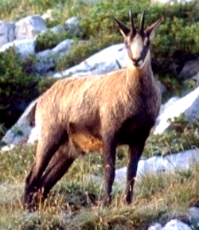 Foto de uma cabra-montesa