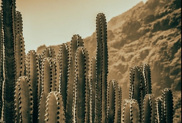 cactos Foto de cactos no deserto