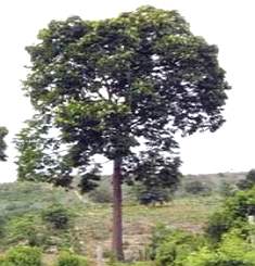 Árvore da Castanha-do-Pará
