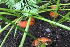 Cenoura na terra, plantação