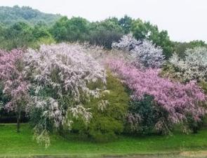 Foto com várias cerejeiras