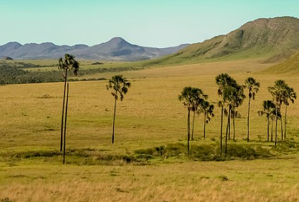 Cerrado Foto Cerrado da região Centro-Oeste