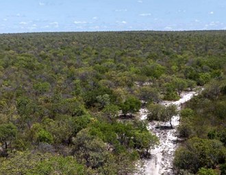 Foto de uma região de cerrado no estado da Bahia