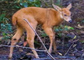 Foto de um filhote de cervo-do-pantanal