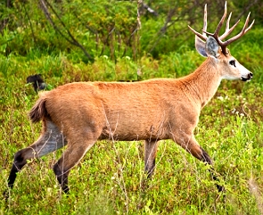Foto de um cervo do pantanal adulto numa região de mata