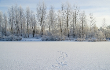 &Aacute;rvores sem folhas e muita neve do clima polar