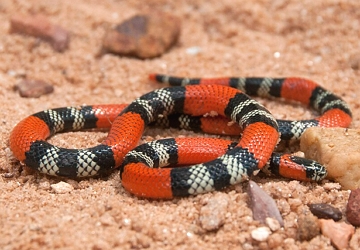 Cobra-coral Cobra-coral